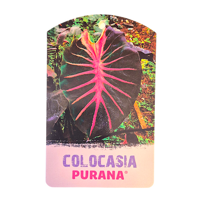 Colocasia Hybrid Purana