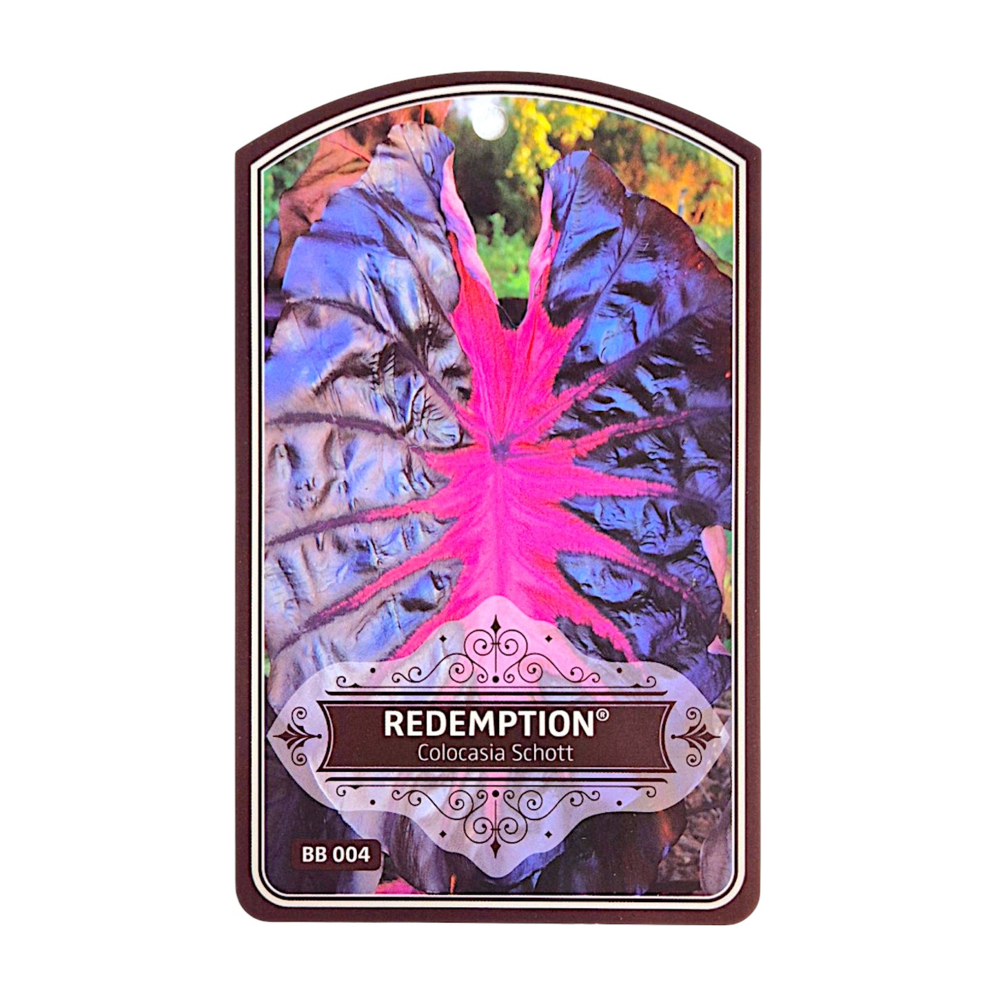 Colocasia Redemption