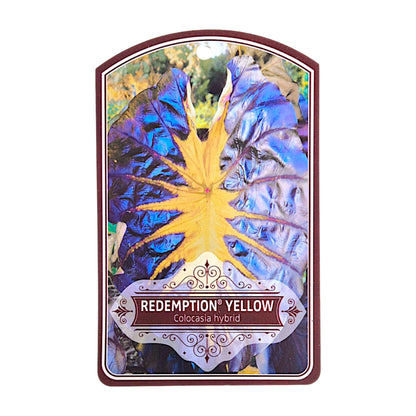 Colocasia Esculenta Redemption Yellow