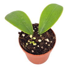 Hoya Rintzii Borneo
