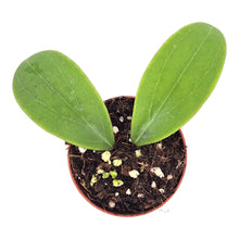Hoya Rintzii Borneo