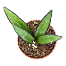 Hoya Wayetti