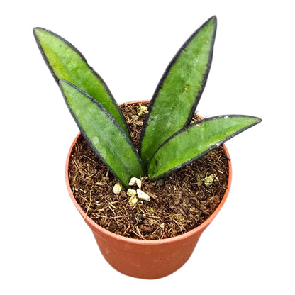 Hoya Wayetti
