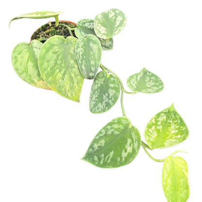 Scindapsus Hologram