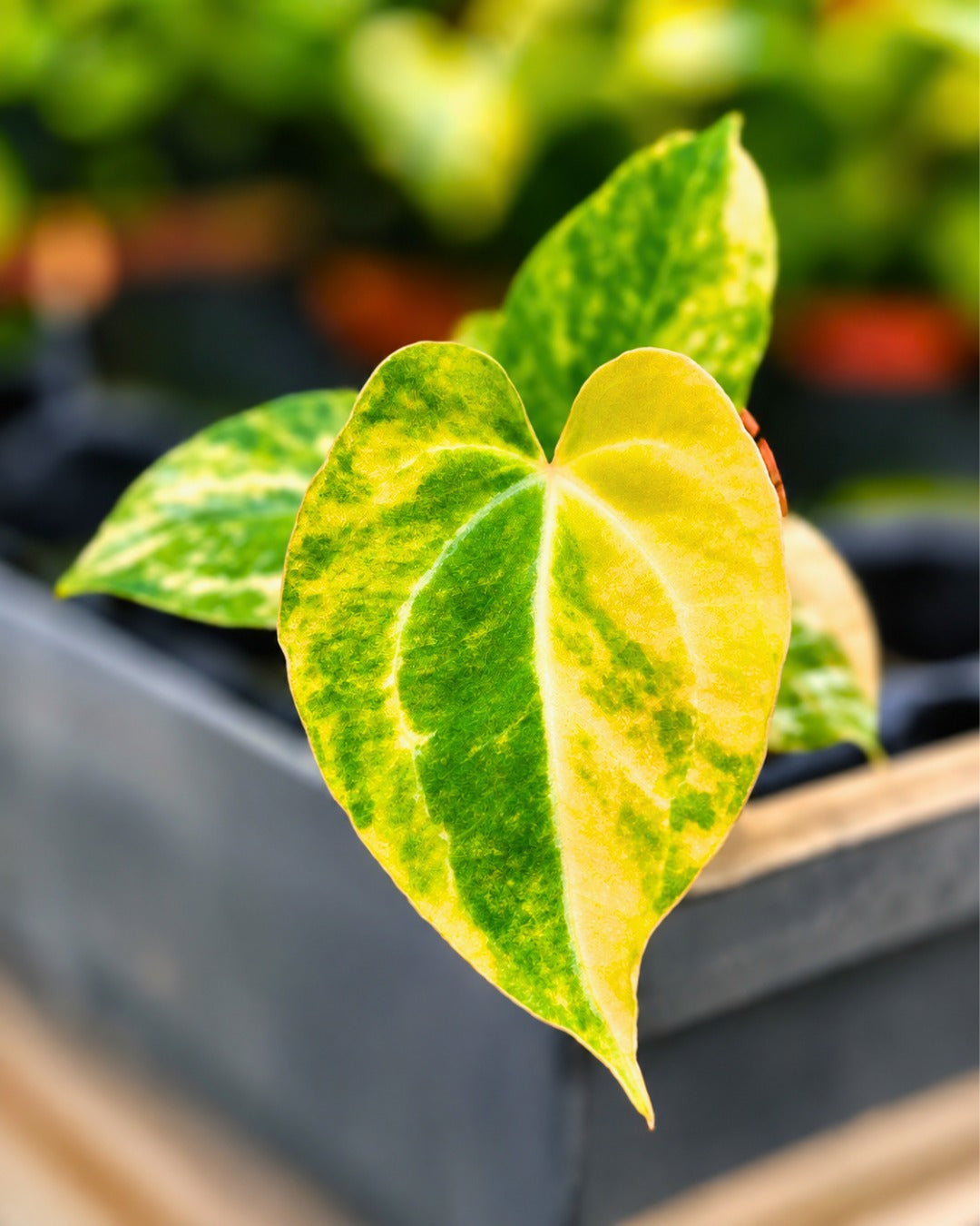 Selected Anthurium Papillilaminum Variegata X Red Chocolate