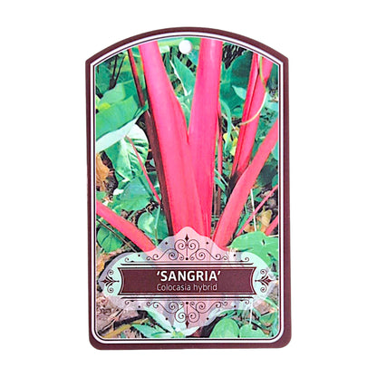 Colocasia Sangria
