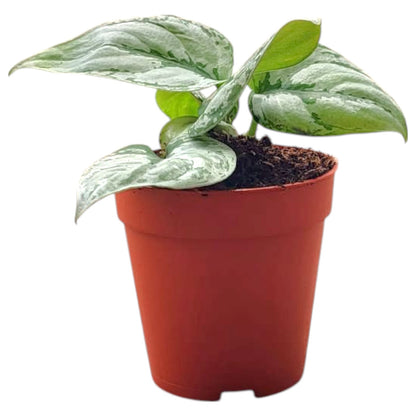 Scindapsus sp. Kalimantan