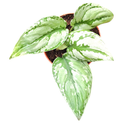 Scindapsus sp. Kalimantan