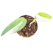 Scindapsus Blue Albo