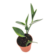 Scindapsus Treubii Dark