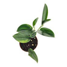 Scindapsus Treubii Dark