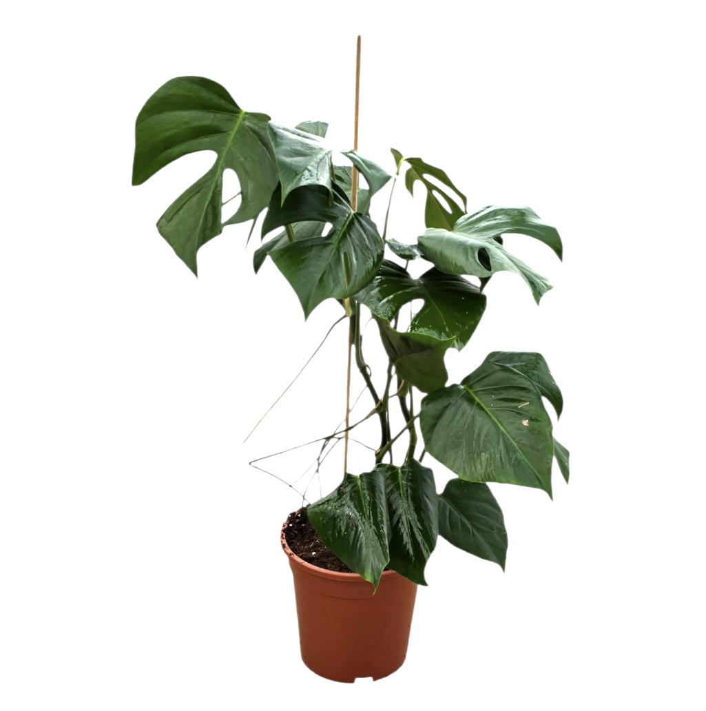 monstera deliciosa var sierrana for sale Monstera Sierrana – Casa Botanica