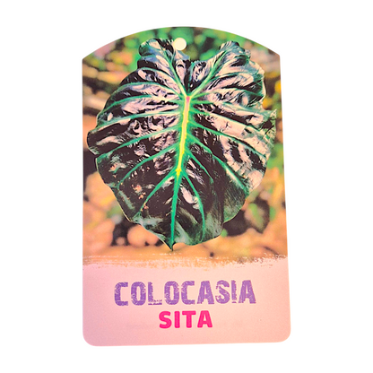 Colocasia Hybrid Sita