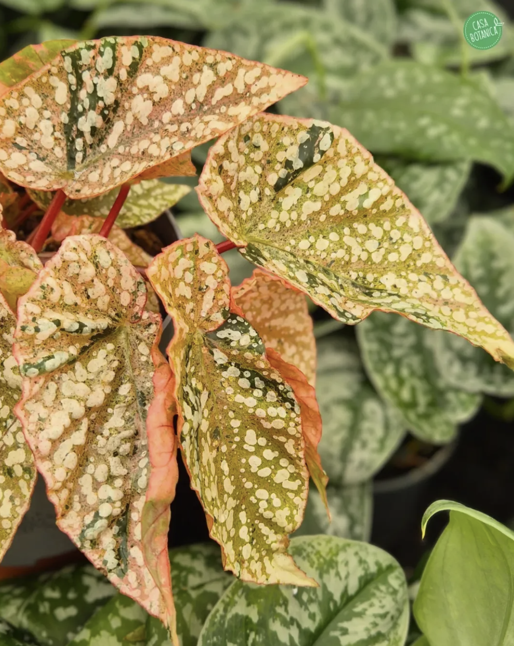 Begonia Snowcap Variegata
