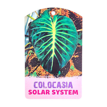 Colocasia Hybrid Solar System