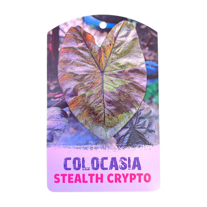 Colocasia hybride Stealth Crypto