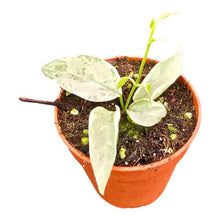 Streptocaulon Juventas Variegata