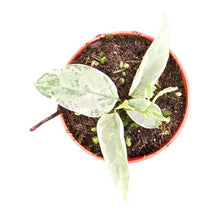 Streptocaulon Juventas Variegata