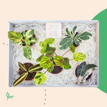 Cadeaubox - Treasure Botanica