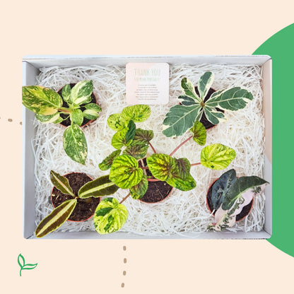 Cadeaubox - Treasure Botanica