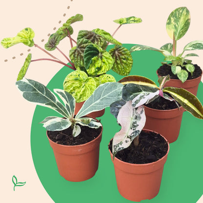 Cadeaubox - Treasure Botanica