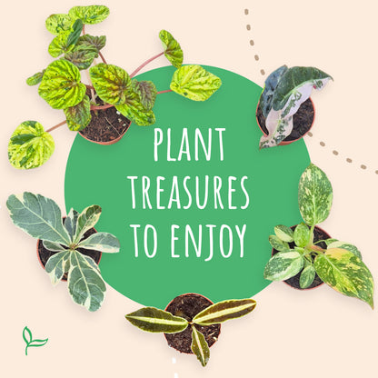 Cadeaubox - Treasure Botanica